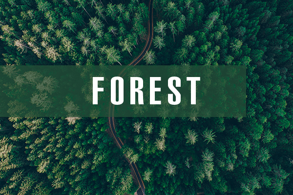 Guía de color SS21; Forest